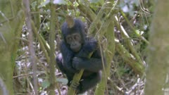 Baby Gorilla having fun in branches