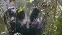 Mountain Gorilla feeding in a tree 1