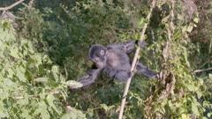 Baby gorilla balancing in trees 1