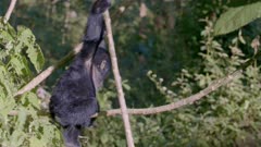Baby gorilla balancing in trees 4