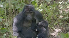 Baby gorilla feeding on its mother's breast