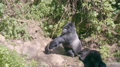 Family of gorillas drinking and sitting in the sunlight