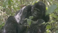 Gorillas play-fighting 2