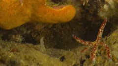 Harlequin Shrimp hunting sea star (starfish)