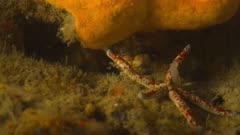 Harlequin Shrimp hunting sea star (starfish)