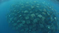 Smoothtail Mobula Rays schooling in blue water off Baja California Peninsula Coast