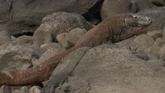 Komodo dragon walking in and around rock pools.
