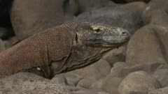 Komodo dragon stands observing then suddenly runs off.