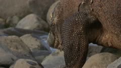 Komodo dragon stands, walks in among rock pools.