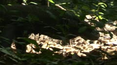 Komodo dragon walking in forest.