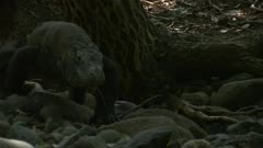 Komodo dragon walking over rocky boulders in forest.