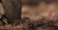 Komodo dragon walking on forest leaf litter. Focus on legs.