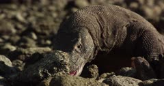 Komodo dragon scavenging, finds meat on rocky beach.
