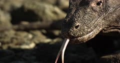 Komodo dragon walks, scenting on rocky beach. CU of face.
