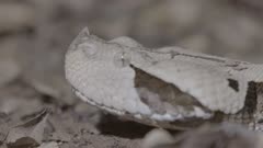 Gaboon viper on forest floor. Leaves fall on head.