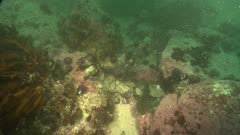 Two puffadder shysharks swimming/moving quickly (hunting) below CAM on rocky sea bed (kelp bed/reef). Both exit frame and one enters bottom of frame with dead fish in its mouth. Various fish swimming and kelp swaying in current/surge. Brittlestar starfish on sandy bottom at end of clip. Atlantic ocean. LS.