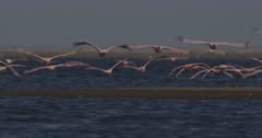 Numerous lesser flamingos flying low over lagoon towards cam. Flocks of flamingos in shallows.