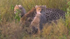 Cheetah grooms cub in long grass, three cubs sit, look around