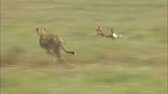 Two cheetah running after gazelle calf, catch and kill. Third cheetah approaches.