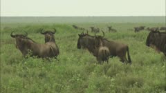 Cheetah runs, hunting white-bearded wildebeest herd on grassland. Wildebeest run, stop and stand skittishly.