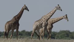 Three giraffes interacting, walking across grassland.