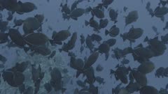 Large shoals Black triggerfish, Black jacks glide mid water