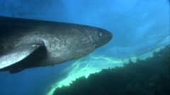 Greenland Shark (Somniosus microcephalus) pursuing Capelin run