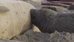 Northern Elephant Seals (Mirounga angustirostris)