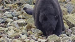 American black bears (Ursus americanus) crabbing in intertidal rocky shore