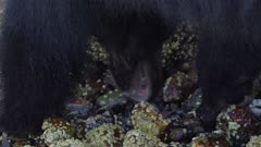 American black bears (Ursus americanus) crabbing in intertidal rocky shore