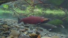 Coho Salmon, Silver Salmon, (Oncorhynchus kisutc) spawning
