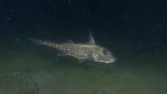 Spotted Ratfish (Hydrolagus colliei), Chimaera