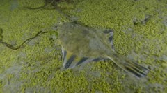 Starry Flounder (Platichthys stellatus)  on Phytoplankton Fall-Out