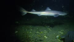 Smelt Spawning aggregation, Spiny Dogfish foraging, Juvenile King Salmon