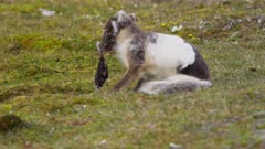 Arctic Fox (Vulpes lagopus) devouring a Thick-billed Murre or Brünnich's Guillemot (Uria lomvia)