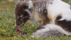 Arctic Fox (Vulpes lagopus) devouring a Thick-billed Murre or Brünnich's Guillemot (Uria lomvia)