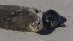 Pacific Harbor Seals (Phoca vitulina richardsi)