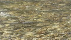 Chum Salmon in its spawning grounds