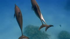 Close Encounter of huge pod of Long Snout Spinner Dolphins