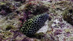 Beautifull Maldives - Spotted Moray eel in a hole
