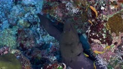 Beautifull Maldives - Two  Java Moray eel in a hole