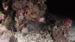 Night Dive in the Komodo - Lionfish hunting