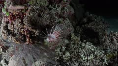 Night Dive in the Komodo - Lionfish hunting
