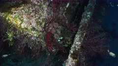 Wreck of the Donator in the Mediterranean Sea - sea bream, anthias