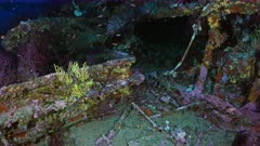 Wreck of the Donator in the Mediterranean Sea - anthias