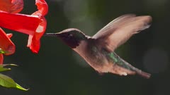  Ruby-throated Hummingbird at flower (slow motion)