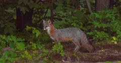 Gray (Grey)Fox (male) alert in woods