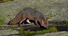 Gray (Grey)Fox drinking at pool of water