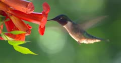 Ruby-Throated Hummingbird drinks nectar at flower