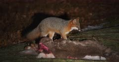 Gray (Grey) fox feeds on whitetail deer carcass II night